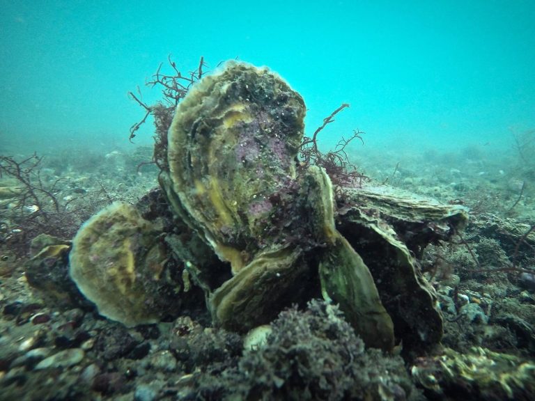 Ocean Acidification Study Tracks Shellfish Larvae Survival Rates oysters clustered on a reef in shallow coastal water