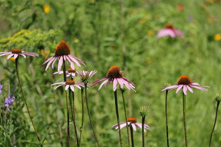 Bees visiting a colourful wildflower meadow